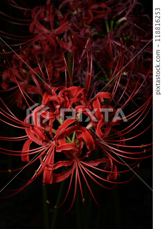 Kubono red spider lily colony 118816253