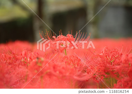 Kubono red spider lily colony 118816254