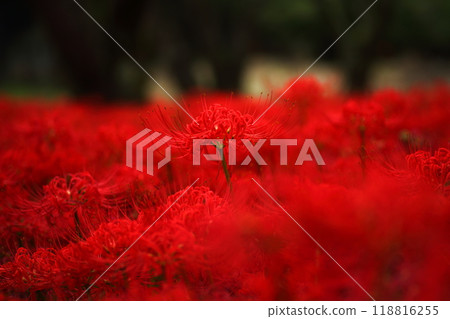 Kubono red spider lily colony 118816255