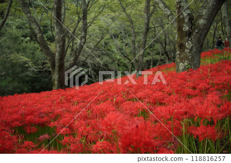 Kubono red spider lily colony Kubono red spider lily colony 118816257