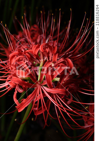Kubono red spider lily colony 118816264