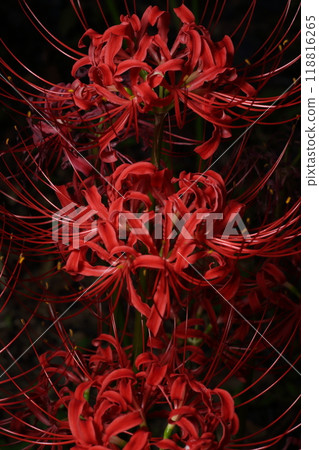 久保野紅蜘蛛百合簇 久保野紅蜘蛛百合簇 118816265