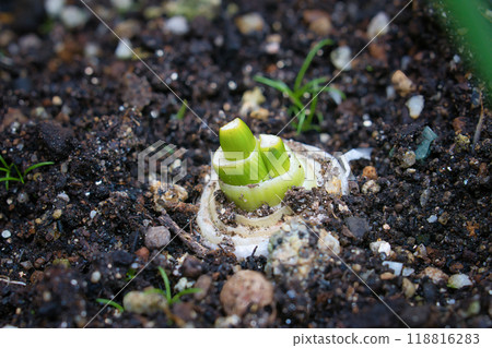 Green onion sprouts sprouted in a home garden 118816283