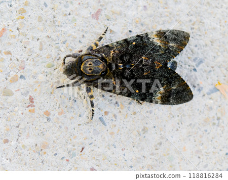 Sphingidae (Sphingidae) 118816284