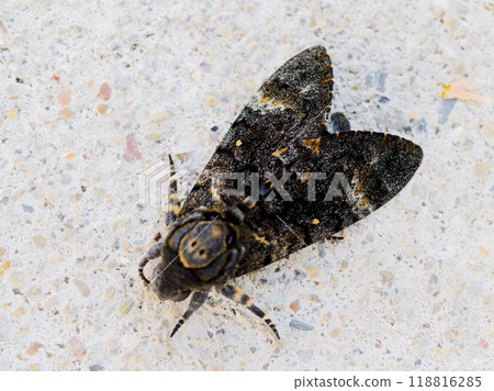 Sphingidae (Sphingidae) 118816285