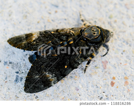 Sphingidae (Sphingidae) Sphingidae (Sphingidae) 118816286