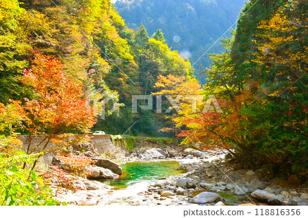 Autumn leaves of the Aji valley Autumn leaves of the Aji valley 118816356