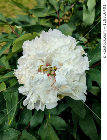 Tree peony flower. Large beautiful white tree peony flower. Flower with bright white inflorescence petals and green leaves close-up. Selection and breeding. Cultivated varietal flower. Paeonia. Nature 118816401