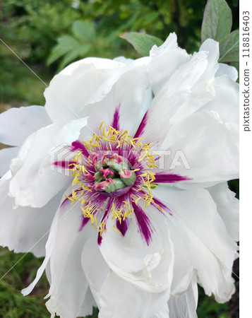Tree peony flower. Large beautiful white tree peony flower. Flower with bright white inflorescence petals and green leaves close-up. Selection and breeding. Cultivated varietal flower. Paeonia. Nature 118816403