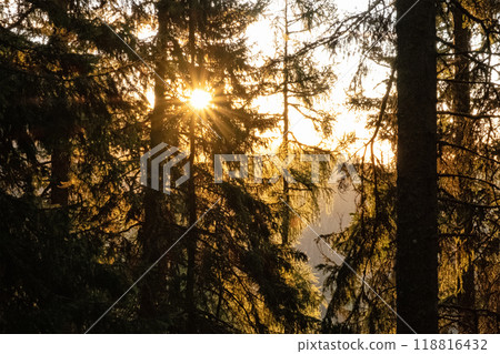 Coniferous forest, High Tatras mountains, Slovakia, sunrise scene 118816432