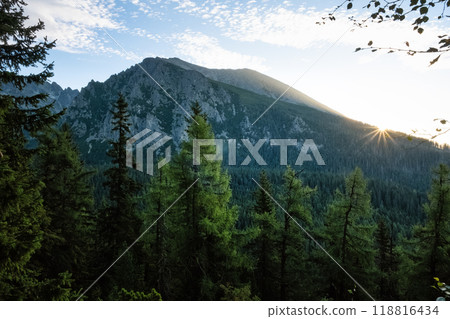 Coniferous forest, High Tatras mountains, Slovakia, sunrise scene 118816434