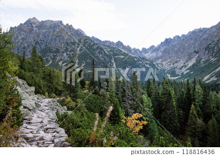 Coniferous forest, High Tatras mountains, Slovakia, sunrise scene Coniferous forest, High Tatras mountains, Slovakia, sunrise scene 118816436