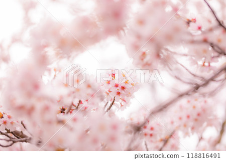 盛開的櫻花讓您感受到日本的春天 118816491