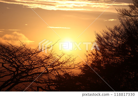 太陽和死樹 太陽和死樹 118817330