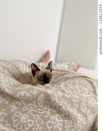 Cozy siamese kitten nestles into soft beige bedding on a neatly made bed. Pillows and blankets provide a serene and tranquil atmosphere perfect for a peaceful sleep. Pet care and domestic cat concept Cozy siamese kitten nestles into soft beige bedding on a neatly made bed. Pillows and blankets provide a serene and tranquil atmosphere perfect for a peaceful sleep. Pet care and domestic cat concept 118817453