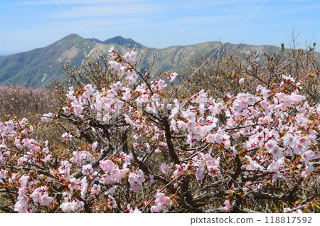 日之出平的峰櫻和里那須山脈 118817592