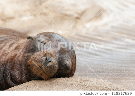 舒適地睡覺的加利福尼亞海獅寶寶 舒適地睡覺的加利福尼亞海獅寶寶 118817629