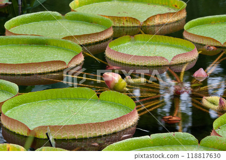 Scenery of a giant Amazon bus that is big enough for a person to ride 118817630