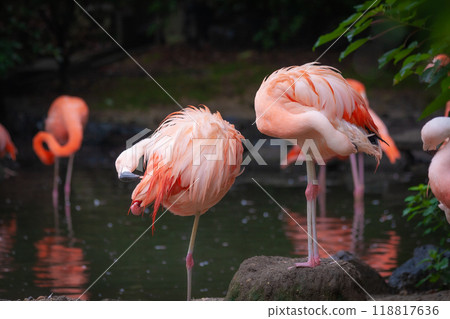 Red flamingo with bright red and extremely long legs 118817636