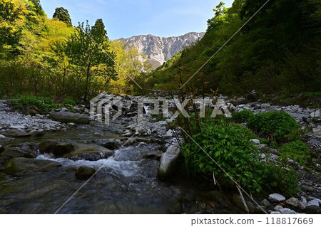 Oyama的新鮮綠色 118817669