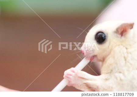 蜜袋鼯零食 118817709