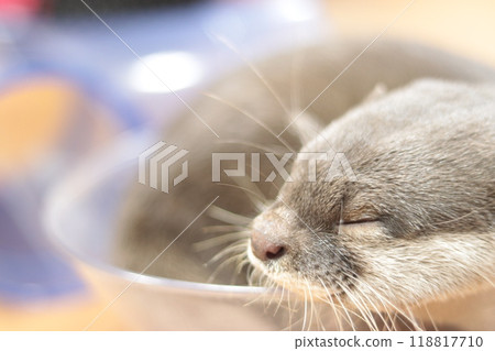 小睡的水獺 118817710