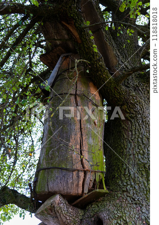 An old beehive on a tree in the village. A rustic abandoned beehive 118818018