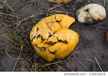 Crushed and rotted pumpkins lie in a field in September. Halloween pumpkin Crushed and rotted pumpkins lie in a field in September. Halloween pumpkin 118818019