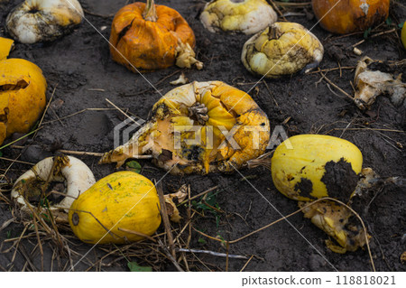 Crushed and rotted pumpkins lie in a field in September. Halloween pumpkin Crushed and rotted pumpkins lie in a field in September. Halloween pumpkin 118818021