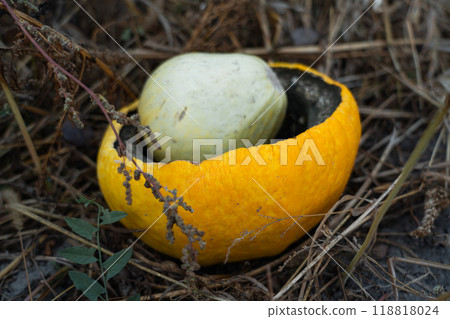 Crushed and rotted pumpkins lie in a field in September. Halloween pumpkin Crushed and rotted pumpkins lie in a field in September. Halloween pumpkin 118818024