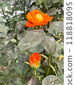 Beautiful orange rose in the garden 118818095