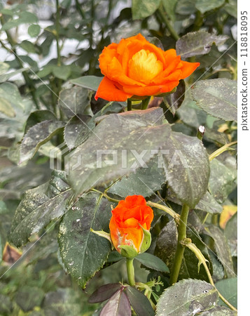 Beautiful orange rose in the garden Beautiful orange rose in the garden 118818095