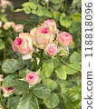 Beautiful and Vibrant Pink Roses in Full Bloom 118818096