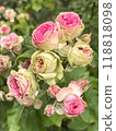 Beautiful and Vibrant Pink Roses in Full Bloom 118818098