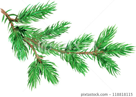 Watercolor painted fir tree branch. Forest plants for winter and Christmas decor Watercolor painted fir tree branch. Forest plants for winter and Christmas decor 118818115