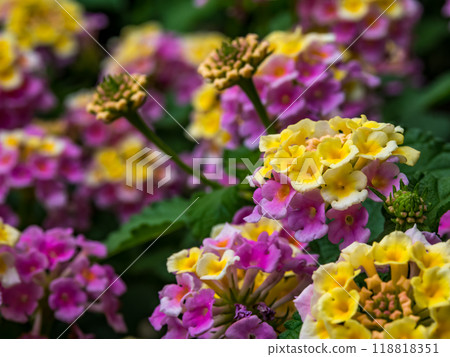 Colorful lantana flower Colorful lantana flower 118818351