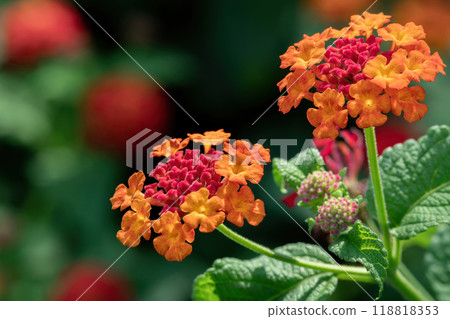 七彩馬lan丹花 七彩馬lan丹花 118818353