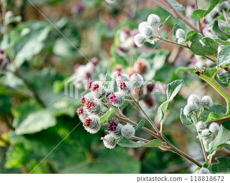 Arctium tomentosum or burdock in nature. Wild Burdock used in Herbal Medicine and for hair growth Arctium tomentosum or burdock in nature. Wild Burdock used in Herbal Medicine and for hair growth 118818672