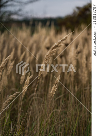 The tall, dry grass sways in the wind. A field of wild grass in the village The tall, dry grass sways in the wind. A field of wild grass in the village 118818797