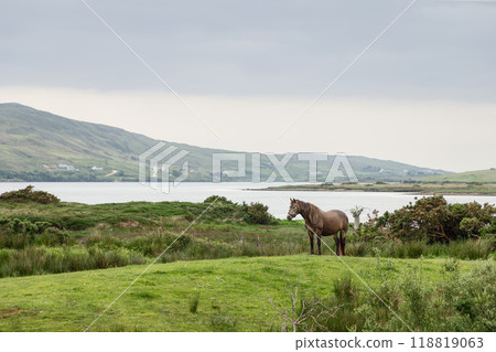 Lonely horse in green field near shoreline in Ireland, rolling hills and calm waters 118819063