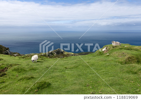 Sheep graze on the rugged green cliffs of Slieve League with land sloping towards the Atlantic Ocean 118819069