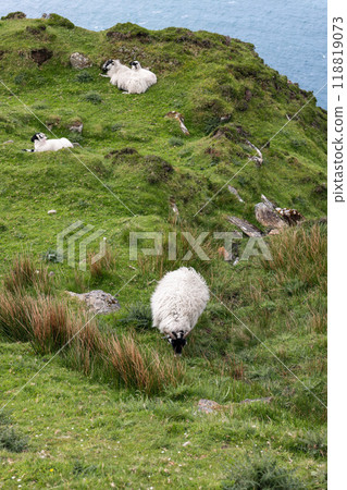 Sheep nestled in a grassy dip at Slieve League to escape strong Atlantic winds 118819073
