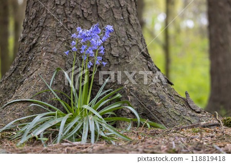 a purple flower near a tree trunk in the Netherlands 118819418