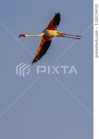 Flamingo in Parc Naturel regional de Camargue, Provence, France 118819419