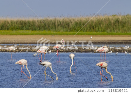 Flamingo in Parc Naturel regional de Camargue, Provence, France Flamingo in Parc Naturel regional de Camargue, Provence, France 118819421