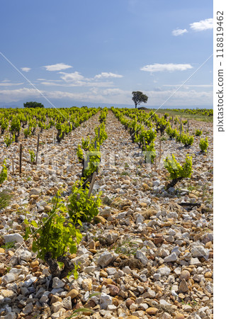 Typical vineyard with stones near Chateauneuf-du-Pape, Cotes du Rhone, France 118819462