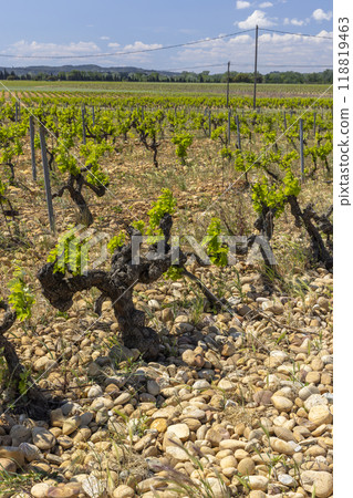 Typical vineyard with stones near Chateauneuf-du-Pape, Cotes du Rhone, France 118819463