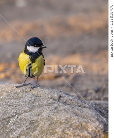 Great tit near National park Podyji, Southern Moravia, Czech Republic 118819476