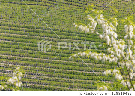 Typical vineyard near Barolo, Barolo wine region, province of Cuneo, region of Piedmont, Italy Typical vineyard near Barolo, Barolo wine region, province of Cuneo, region of Piedmont, Italy 118819482