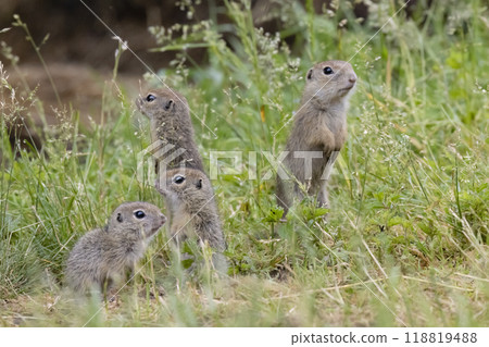 Ground squirrel colony (Syslovisko Biele vody), National park Muranska Planina, Slovakia 118819488